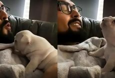 French Bulldog Puppy Practices Howling With Owner