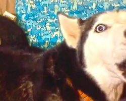 Husky Gives Mom The Silent Treatment, Until She Sings Her Favorite Song