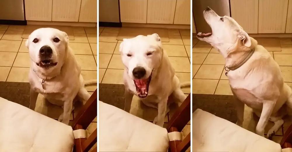 Hilarious Talking Dog Says Blah, Blah, Blah, Blah