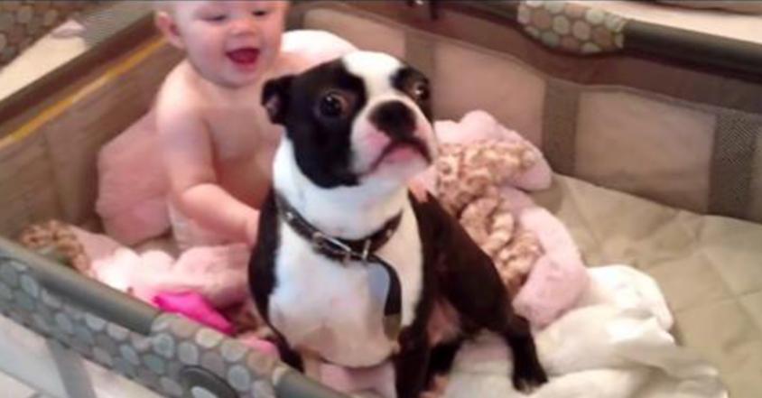 Mom tells the dog to get out of the crib, but he disobeys her in a hilariously adorable way