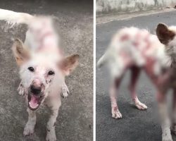 Sick Street Dog Can’t Stop Wagging Her Tail