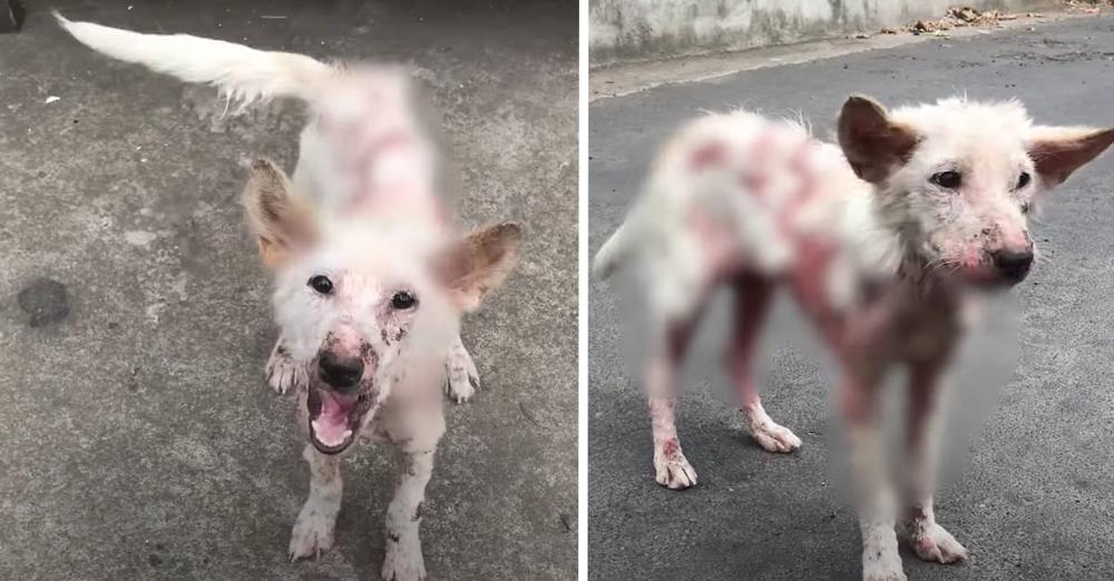 Sick Street Dog Can't Stop Wagging Her Tail