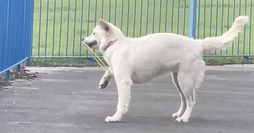 Dog Playing Frisbee Finds Herself In A Predicament