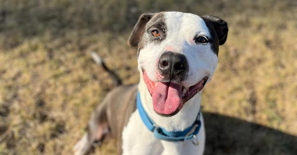 GrubHub driver delivers food to shelter — sees one long-waiting dog and knows it’s meant to be