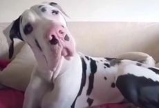Great Dane Pouts Until Mom Remembers To Give Him A Morning Hug