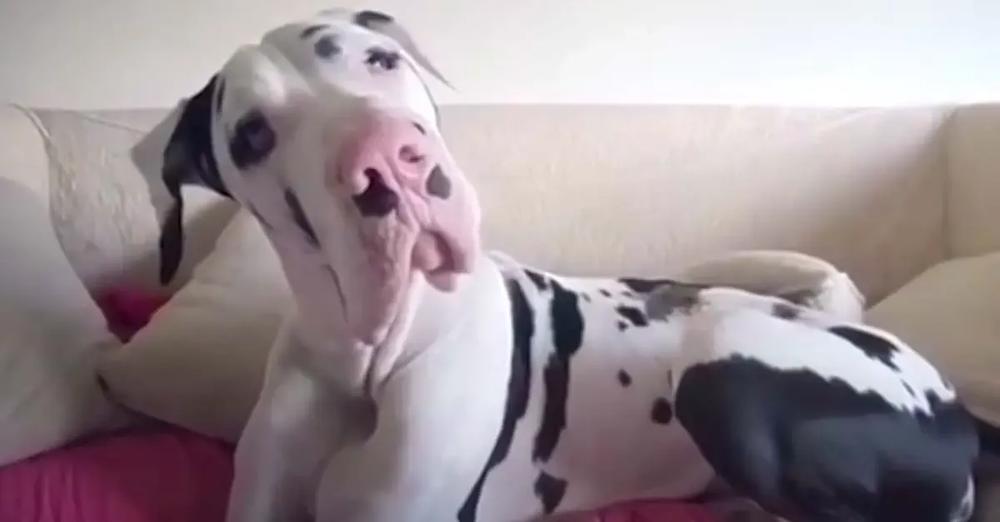Great Dane Pouts Until Mom Remembers To Give Him A Morning Hug
