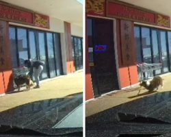 Woman Thinks It’ll Be Okay To Tie Her Dog To A Shopping Cart To Go Get Food