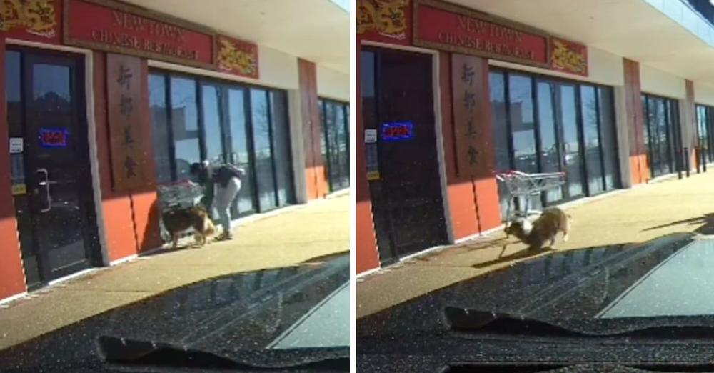 Woman Thinks It’ll Be Okay To Tie Her Dog To A Shopping Cart To Go Get Food