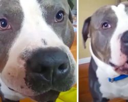 Pit Bull Throws A Tantrum When Mom Refuses To Cuddle Him On The Couch