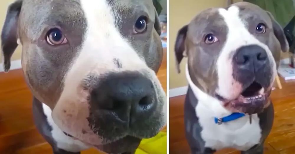 Pit Bull Throws A Tantrum When Mom Refuses To Cuddle Him On The Couch