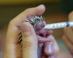 Rescuers Find 4-Day-Old Baby Hedgehog And Nurse Him Back To Health