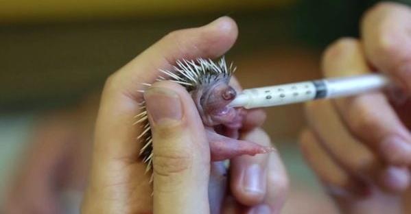 Rescuers Find 4-Day-Old Baby Hedgehog And Nurse Him Back To Health