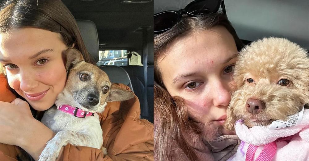 “Stranger Things” star Millie Bobby Brown says she’s currently fostering 23 dogs