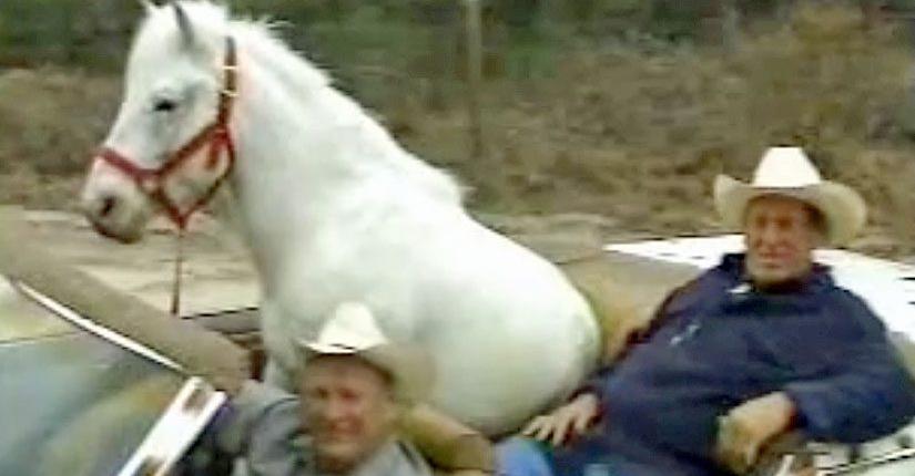 Man Fixes Up His Car So Horse Can Come Along For The Ride