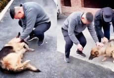 Former Police Dog ‘Cries’ After Reuniting With Handler She Hasn’t Seen For Years