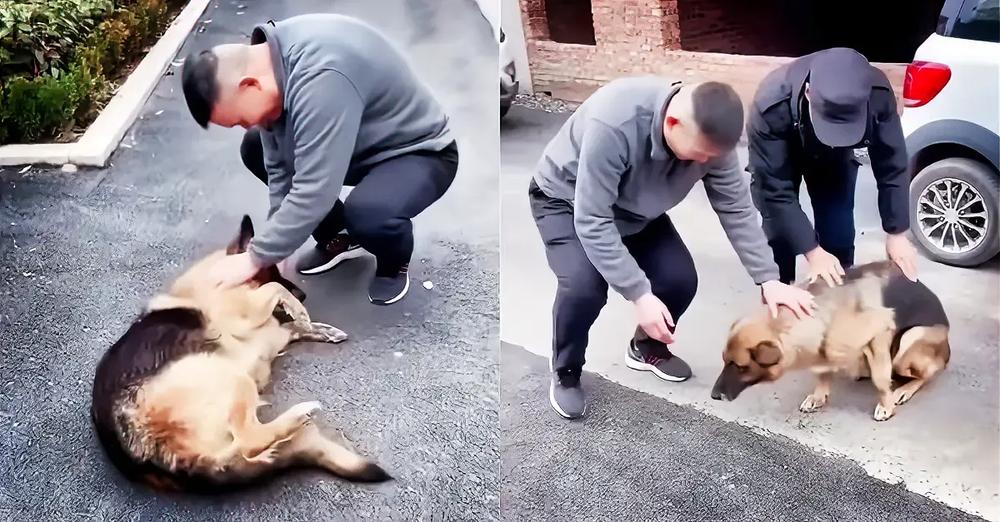 Former Police Dog ‘Cries’ After Reuniting With Handler She Hasn’t Seen For Years