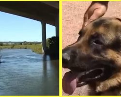 Dog ‘Killing’ Parasite Known As Heterobilharzia Americana Has Been Found In A Local River