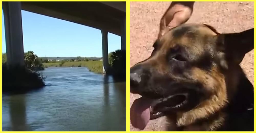 Dog ‘Killing’ Parasite Known As Heterobilharzia Americana Has Been Found In A Local River