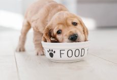 Best Dog Food For Cocker Spaniel