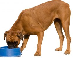 Best Dog Food for Boxers