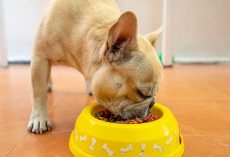 Best Dog Food for French Bulldogs