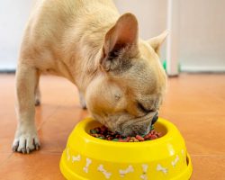 Best Dog Food for French Bulldogs