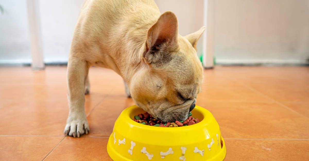 Best Dog Food for French Bulldogs