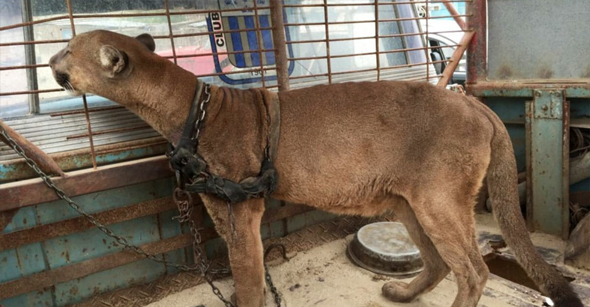 Circus puma lived in old pickup truck for 20 years: Just watch his reaction when he’s rescued!