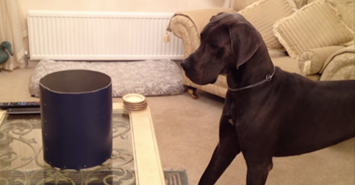 Great Dane Is Ready To Be Introduced To An Unlikely, Little Baby