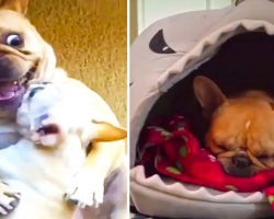 Hilarious French Bulldog Gets New Baby Brother