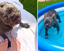 French Bulldog Loses His Mind Over Brand New Pool
