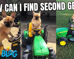 French Bulldog Rides John Deere Toy Tractor Around the Yard