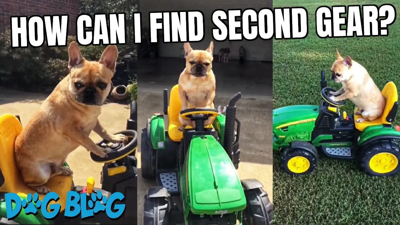 French Bulldog Rides John Deere Toy Tractor Around the Yard