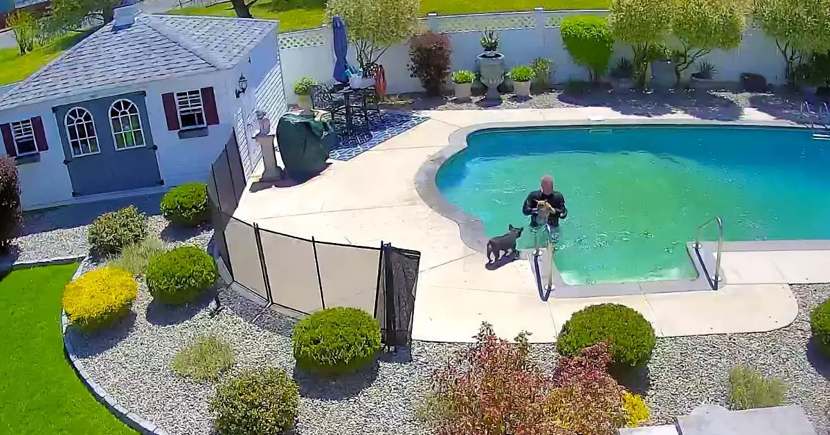 Man Jumps Into Pool To Rescue His Dog