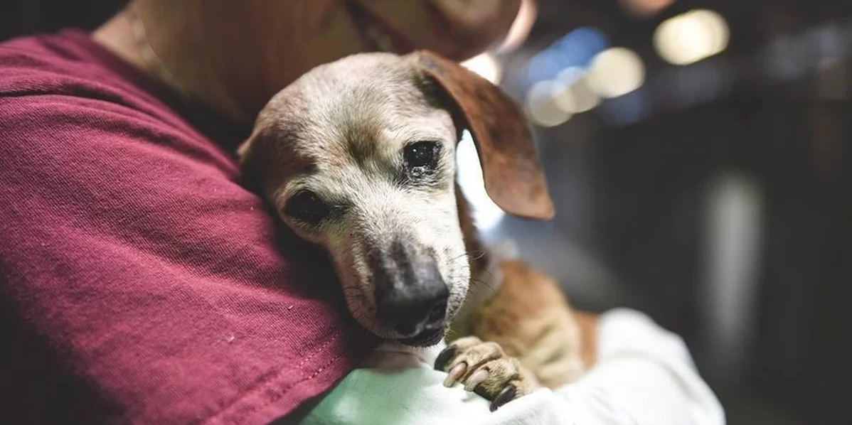 Blind Dog Who Clung To Shelter Worker Has The Best Life Now