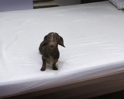 Dachshund Loses His Marbles When Allowed To Play On The Bed