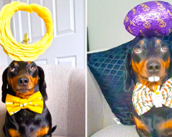 Cute Dachshund Dog Can Balance About Anything on His Head