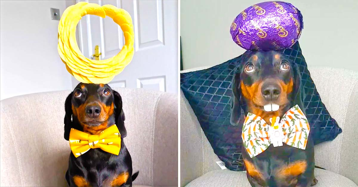 Cute Dachshund Dog Can Balance About Anything on His Head