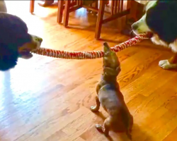 Tiny Dachshund Wins Tug-Of-War Battle Against Two Bernese Mountain Dogs
