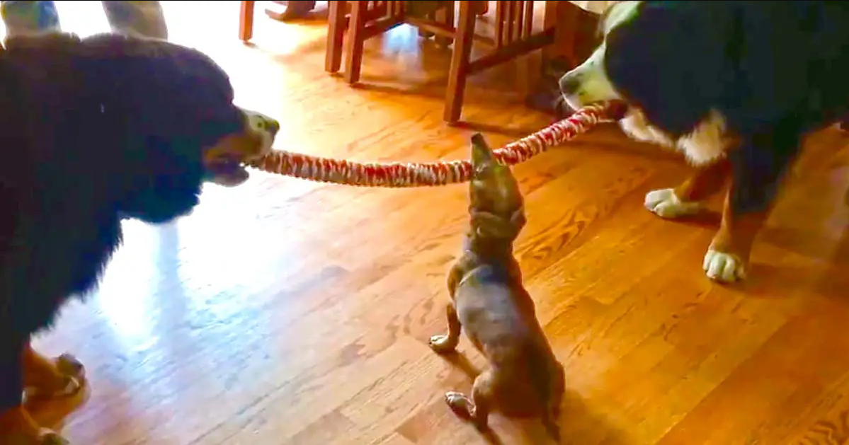 Tiny Dachshund Wins Tug-Of-War Battle Against Two Bernese Mountain Dogs