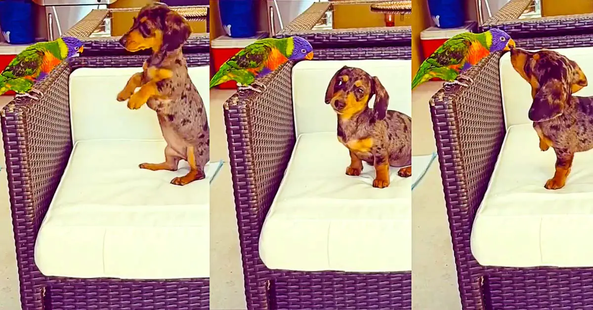 Adorable Miniature Dachshund Puppy Tries to Play with Pet Lorikeet Bird