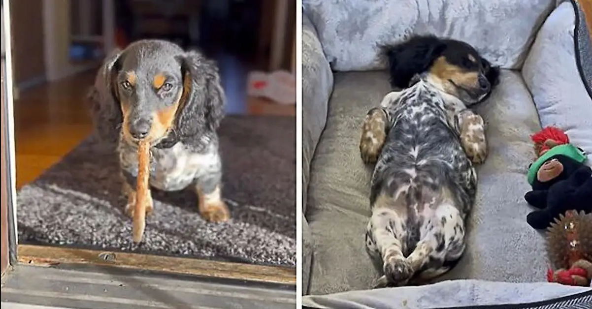 Adorable Dachshund Puppy Will Steal Your Heart