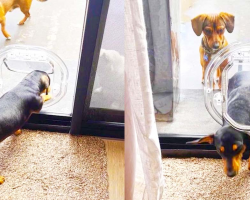 Smart Pooch Teaches Other Dogs How To Use Dog Door