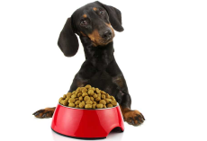 Best Dog Food for Dachshunds