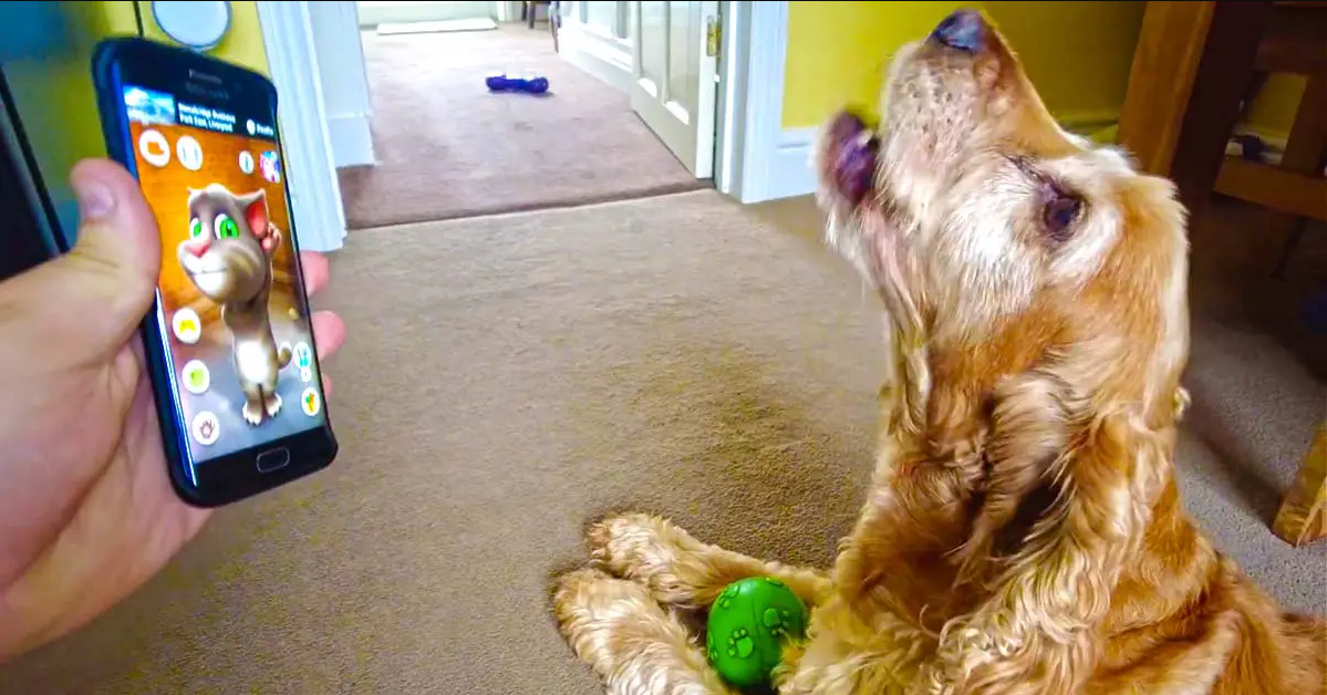 Dog Has Cute Conversation With ‘Talking Tom’ App