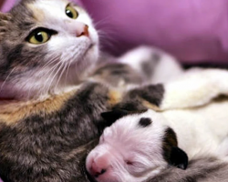 A pit bull puppy was abandoned and on the verge of death when it met this cat — now watch this