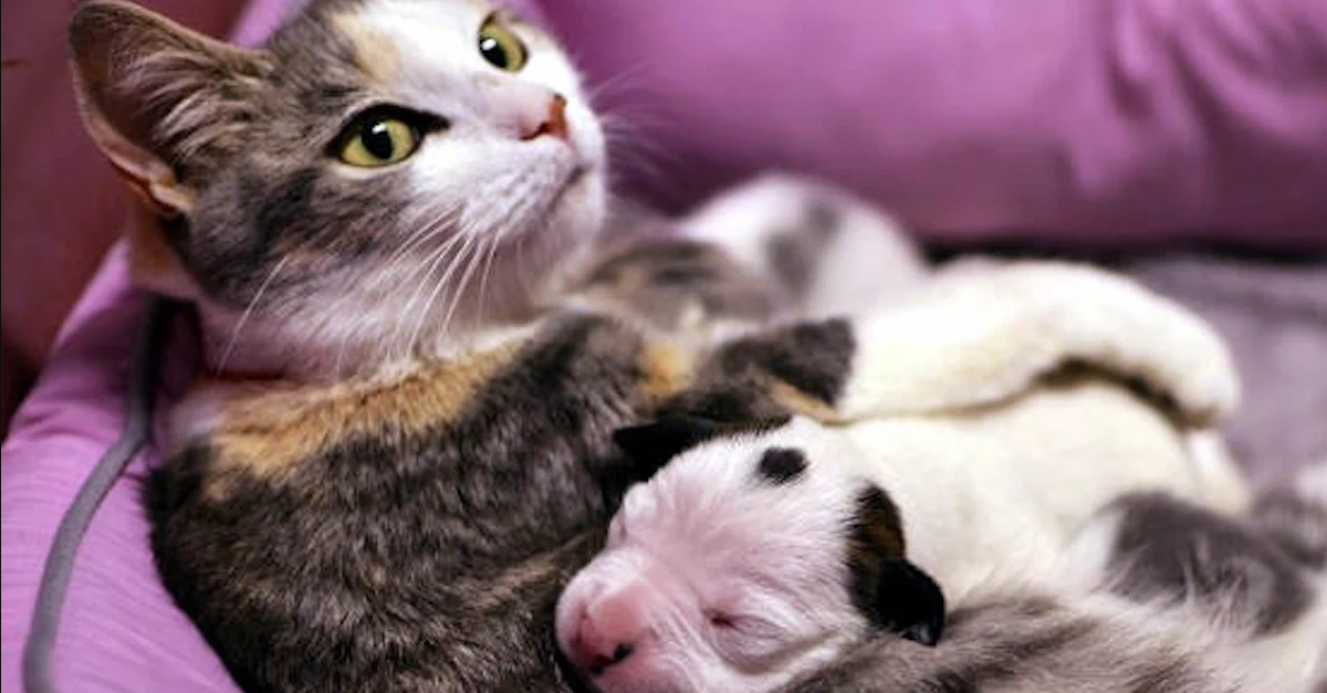 A pit bull puppy was abandoned and on the verge of death when it met this cat — now watch this