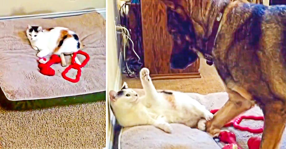 German Shepherd Finds Cat In Her Bed, Takes Appropriate Action