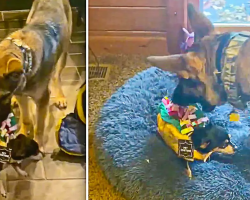 German Shepherd Dog Tries to Snack on Chihuahua Dressed as Taco
