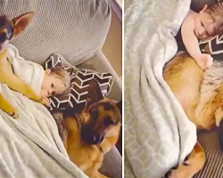 Safest Baby Ever Sleeps With Two Protective German Shepherds